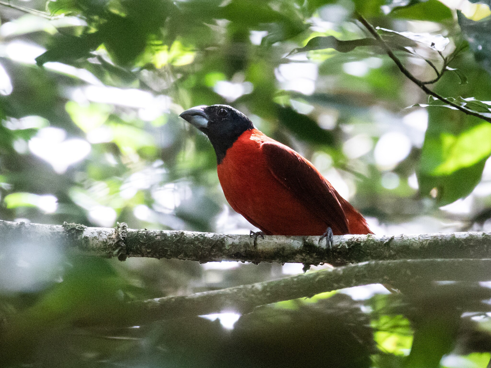 image Red-and-black Grosbeak